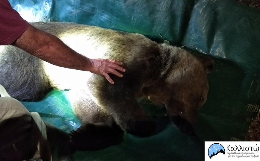 Καστοριά: Αρκούδα πλησίασε κατοικημένη περιοχή – Δείτε φωτογραφίες από την απομάκρυνσή της