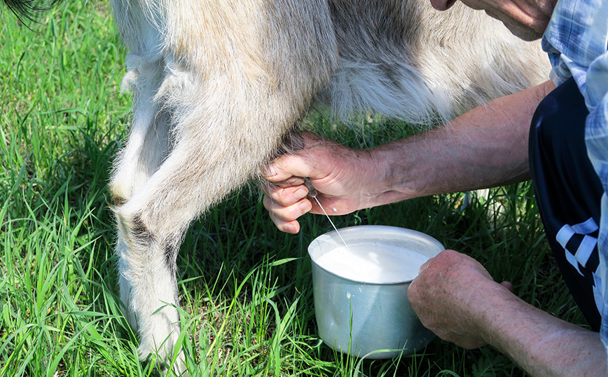 Θα πιστοποιείται για πρώτη φορά στην Ελλάδα το γάλα που παράγεται από ελληνικές φυλές αιγών