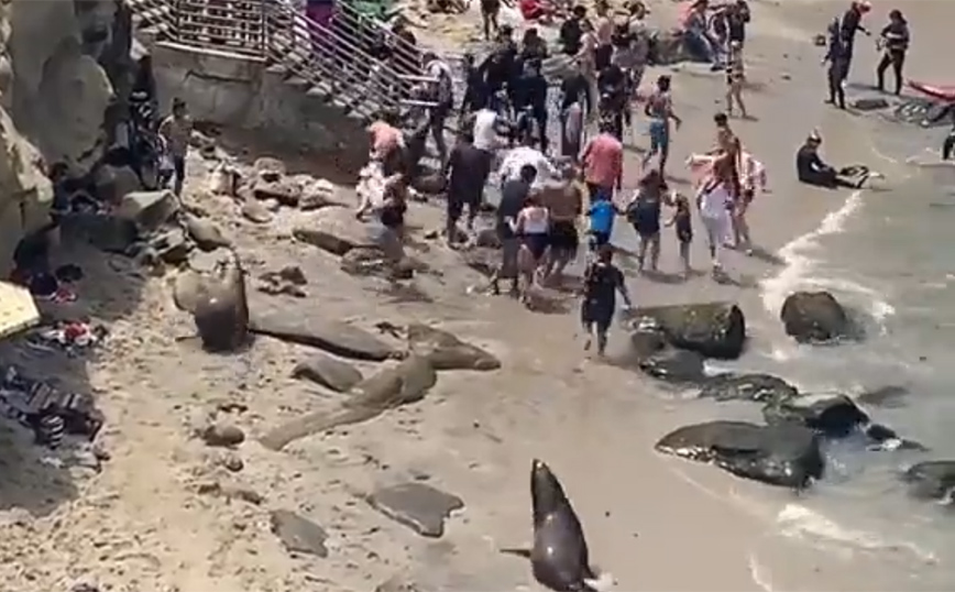 Σαν Ντιέγκο: Θαλάσσια λιοντάρια βγήκαν στην παραλία και προκάλεσαν πανικό 