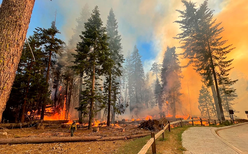 Φωτιά στην Καλιφόρνια απειλεί τα ψηλότερα και γηραιότερα δέντρα στον κόσμο
