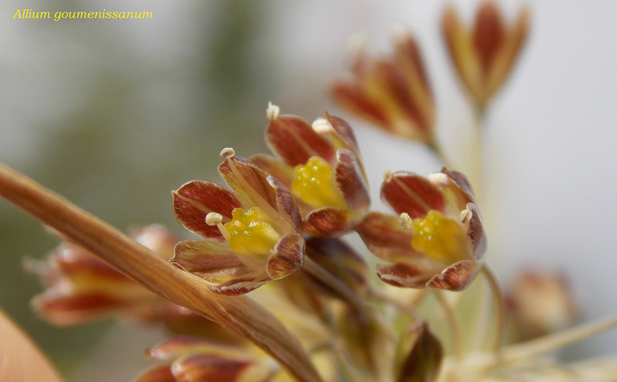 Allium Goumenissanum: Το φυτό που καταγράφηκε για πρώτη φορά παγκοσμίως στο Κιλκίς