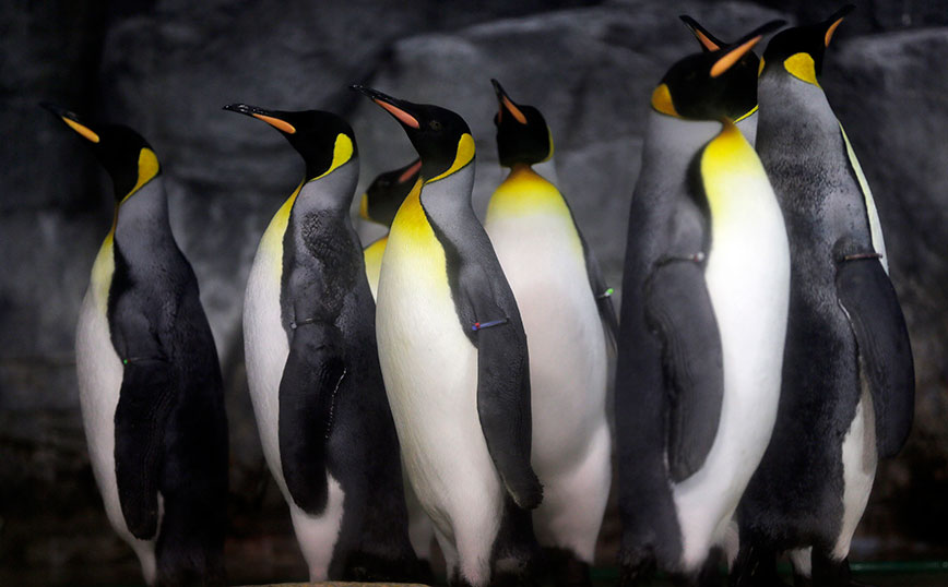 Ιαπωνία: Πιγκουίνοι σε ενυδρείο «σνομπάρουν» την φθηνότερη τροφή που τους προσφέρεται πλέον λόγω&#8230; πληθωρισμού