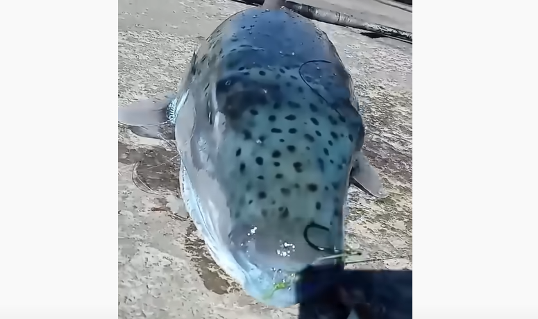 Κάλυμνος: Ψαράς έβγαλε με το καλάμι του λαγοκέφαλο… τέρας &#8211; Γιατί δεν πρέπει να φάτε ποτέ αυτό το ψάρι
