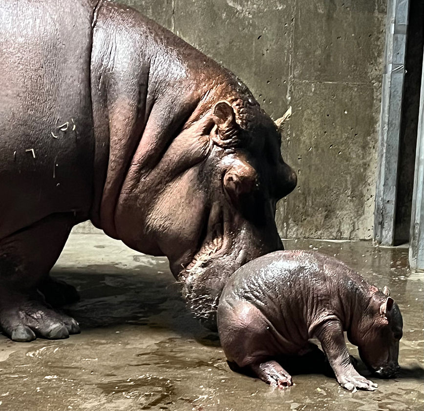 Η «Φιόνα» απέκτησε αδελφάκι στο ζωολογικό κήπο του Σινσινάτι
