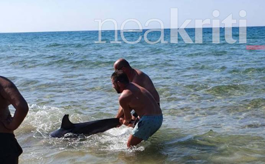 Κρήτη: Ξεψύχησε δελφίνι που έχασε τον προσανατολισμό του στην παραλία Κοκκίνη Χάνι