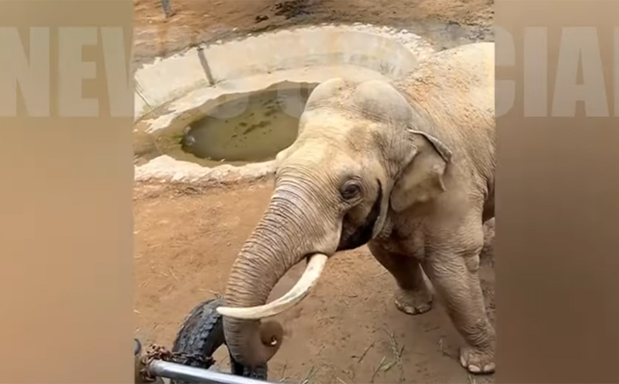 Κίνα: Γλυκύτατος ελέφαντας επέστρεψε σε παιδί το χαμένο του παπούτσι