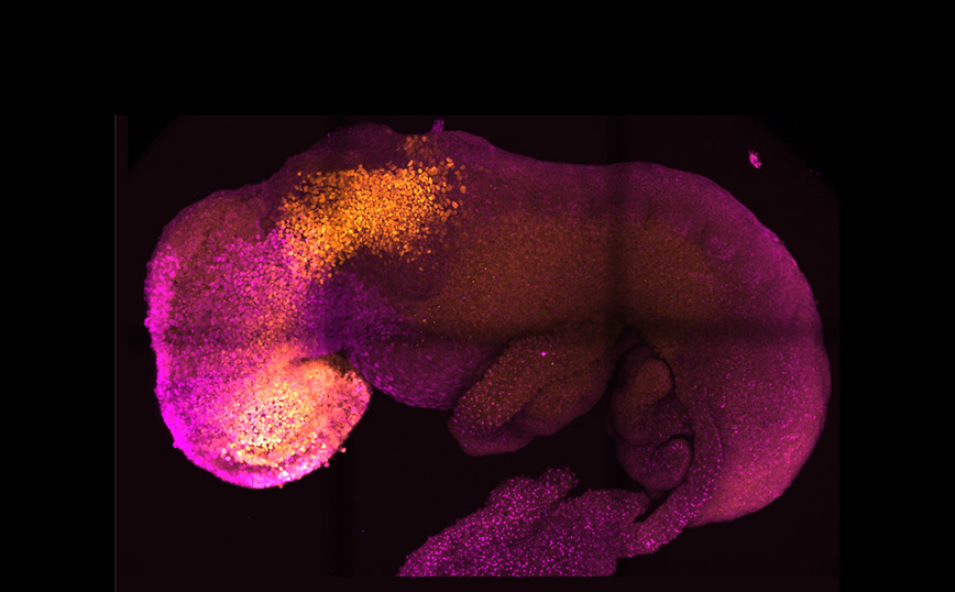 Επιστήμονες δημιούργησαν από βλαστοκύτταρα συνθετικό έμβρυο ποντικιού με εγκέφαλο και καρδιά που χτυπά