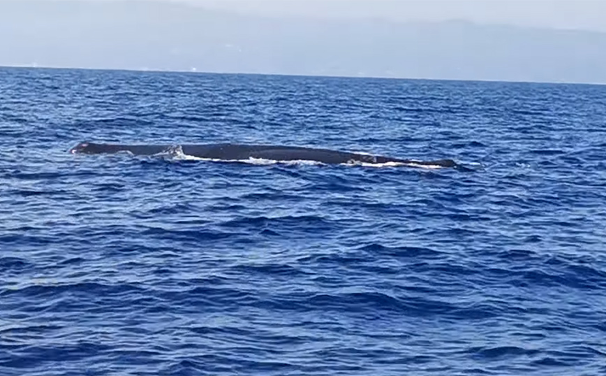 Εντυπωσιακό θέαμα με φάλαινα με μήκος πάνω από 12 μέτρα να κολυμπά ανοιχτά της Κύπρου