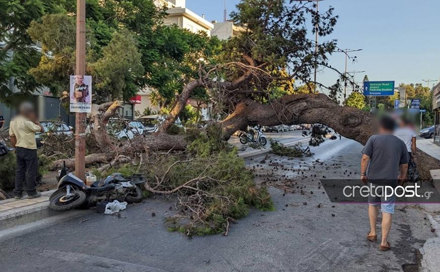 Θάνατος 51χρονου που καταπλακώθηκε από δέντρο στην Κρήτη: Αυτοψία είχε δείξει την επικίνδυνη κλίση του πεύκου