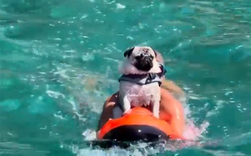 Πάνος Καμμένος: Δαμάζει τα κύματα κάνοντας jetboard με τον σκύλο του