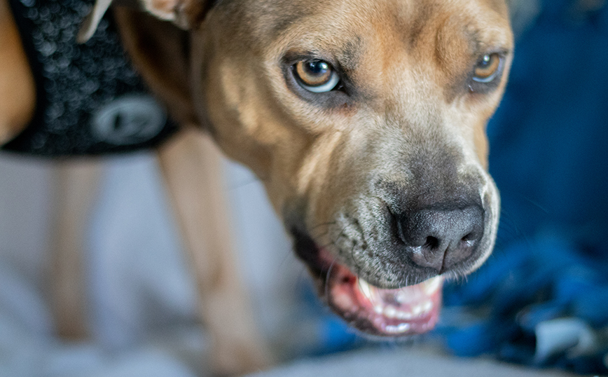 Λαμία: Την έσωσε από τα δόντια του pit bull και τα «άκουσε» κιόλας