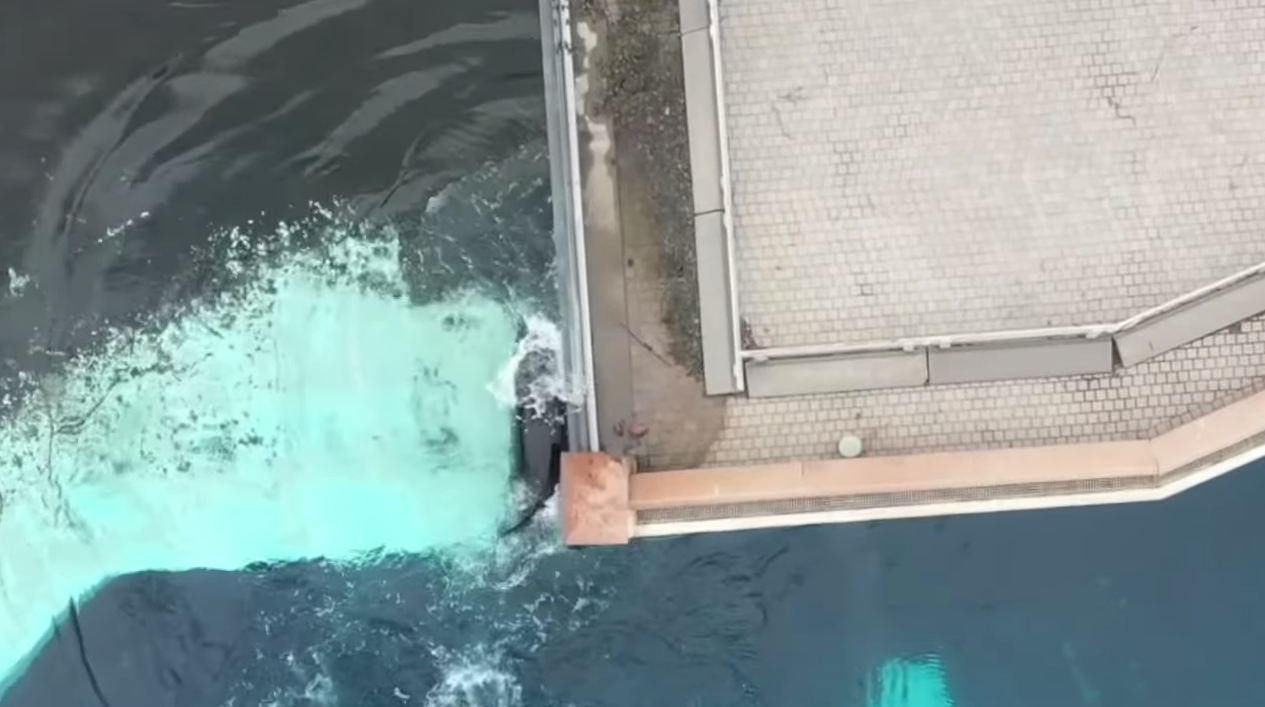 Συγκλονιστικό βίντεο: Φάλαινα χτυπά το κεφάλι της σε τζάμι ενυδρείου έπειτα από 12 χρόνια σε απομόνωση
