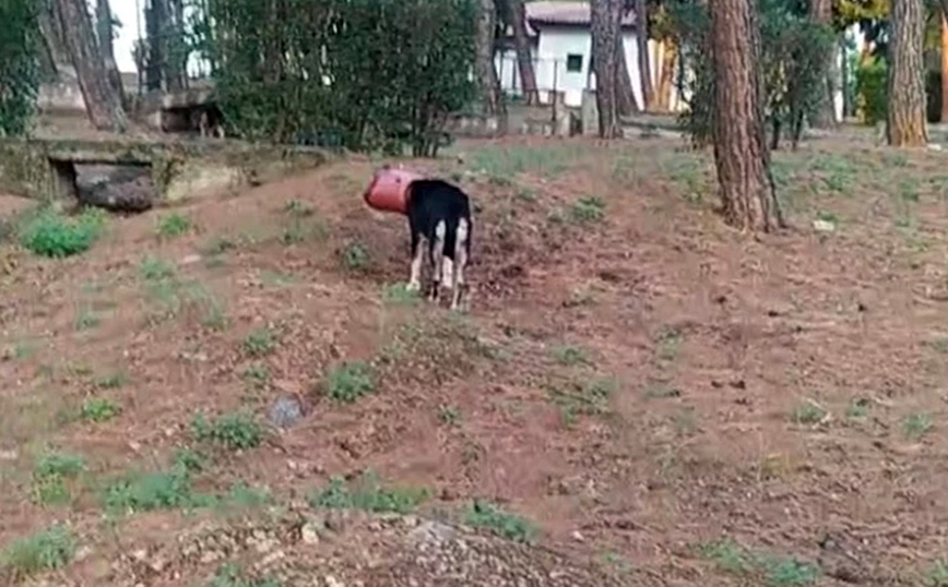 Κοζάνη: Εθελοντές φιλόζωοι έσωσαν σκυλίτσα που το κεφάλι της είχε σφηνωθεί σε πλαστικό δοχείο