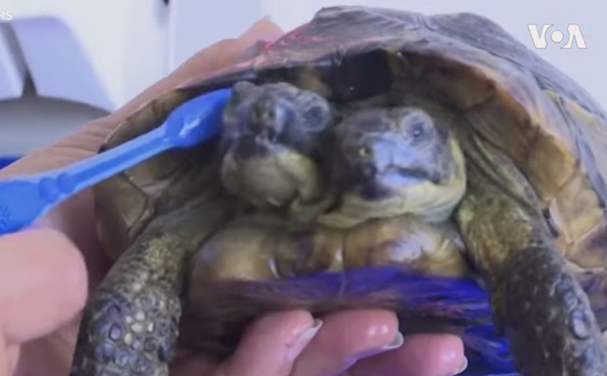 Ιανός: Η δικέφαλη χελώνα από την Ελλάδα έγινε 25 ετών &#8211; Τρώει σαλάτες και κάνει μασάζ κάθε μέρα