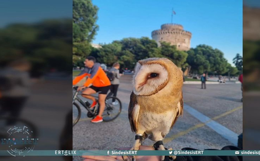 Θεσσαλονίκη: Βγήκε βόλτα στον Λευκό Πύργο με μία κουκουβάγια στο χέρι και προκαλεί σφοδρές αντιδράσεις