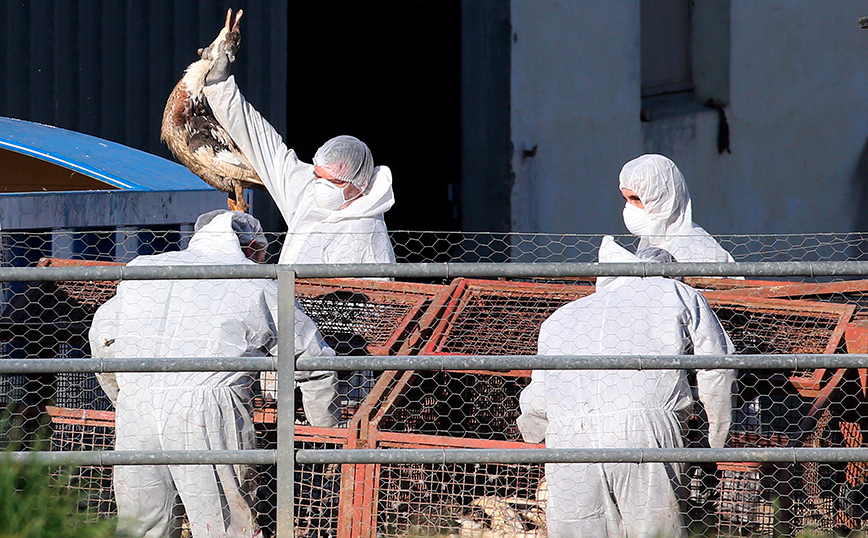 Γρίπη των πτηνών: Σπάνιο κρούσμα μετάδοσης της νόσου σε άνθρωπο στην Ισπανία &#8211; Σφαγές 102.000 πουλερικών στην Ολλανδία
