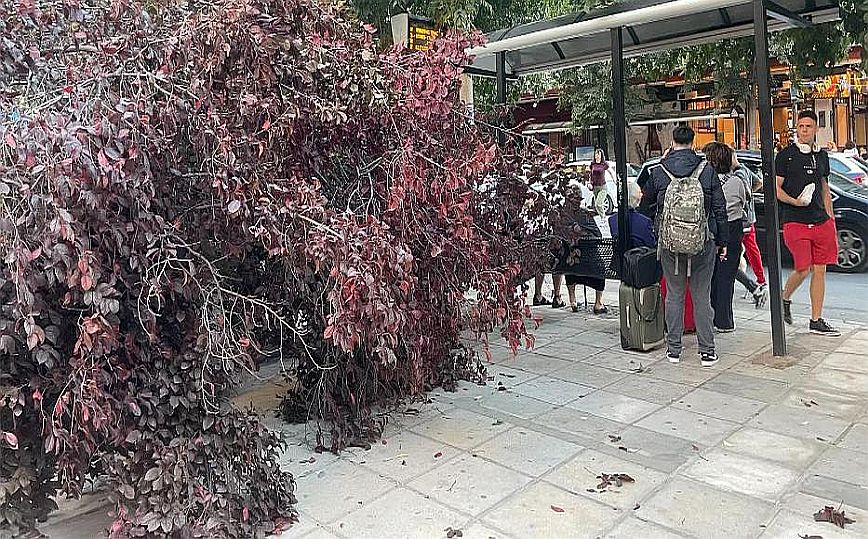 Θεσσαλονίκη: Ισχυροί άνεμοι «γκρέμισαν» δέντρο δίπλα σε στάση του ΟΑΣΘ &#8211; Δείτε βίντεο