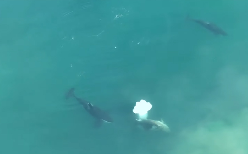 Η στιγμή που φάλαινες δολοφόνοι κατασπαράζουν λευκό καρχαρία &#8211; «Δεν έχει παρατηρηθεί ποτέ κάτι παρόμοιο»