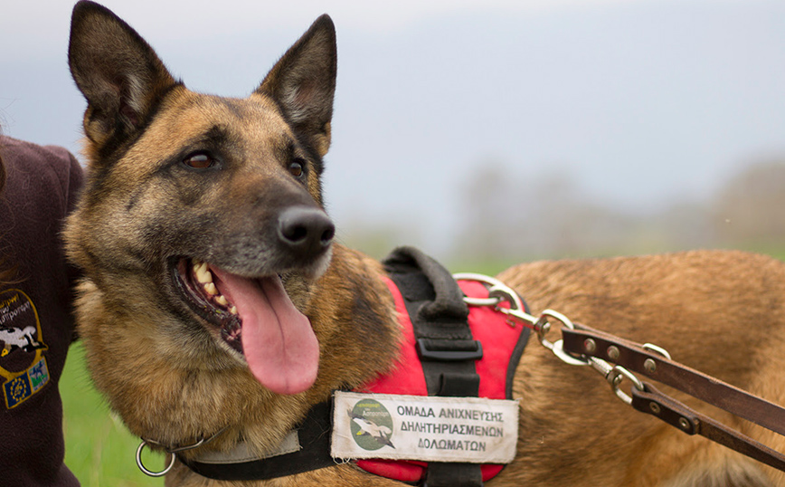 Βγήκε σε σύνταξη ο Κούκι: Είναι ο πρώτος σκύλος &#8211; ανιχνευτής δηλητηριασμένων δολωμάτων