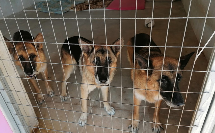 Σταύρος Ξαρχάκος: Σε καταφύγιο τα τρία ηλικιωμένα σκυλιά του – Οι εξηγήσεις της συζύγου του