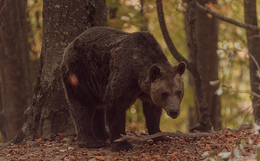 Κτηνωδία στην Καστοριά &#8211; Δολοφόνησαν αρκούδα και τα δυο της αρκουδάκια