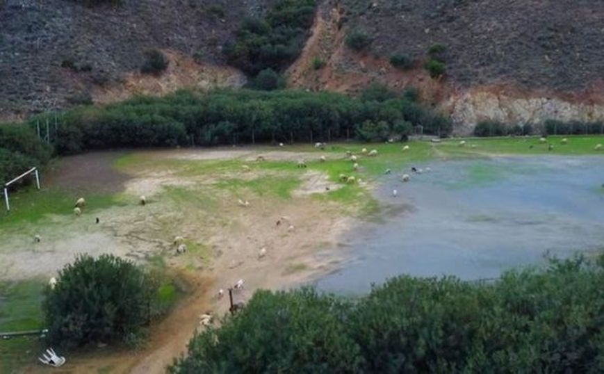Απίστευτο περιστατικό στην Κρήτη: Έβαλαν πρόβατα να φάνε το γρασίδι στο γήπεδο