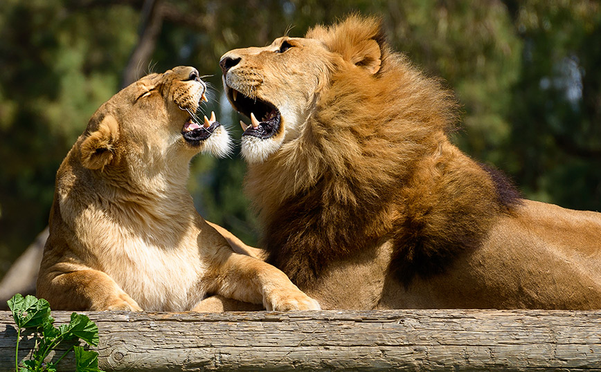 Συναγερμός σε ζωολογικό κήπο του Σίδνεϊ: Απέδρασαν πέντε λιοντάρια