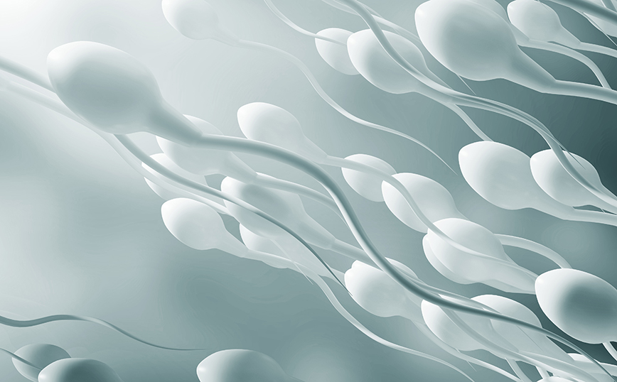 Σπερματοζωάρια Σπερματοζωάρια