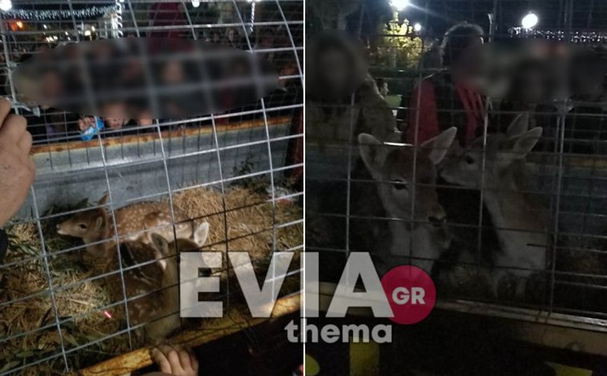 Αδιανόητο περιστατικό: Ομάδα περιέφερε σε κλουβί γύρω από την Ερέτρια ζωντανά μικρά ελάφια με αφορμή τις γιορτές