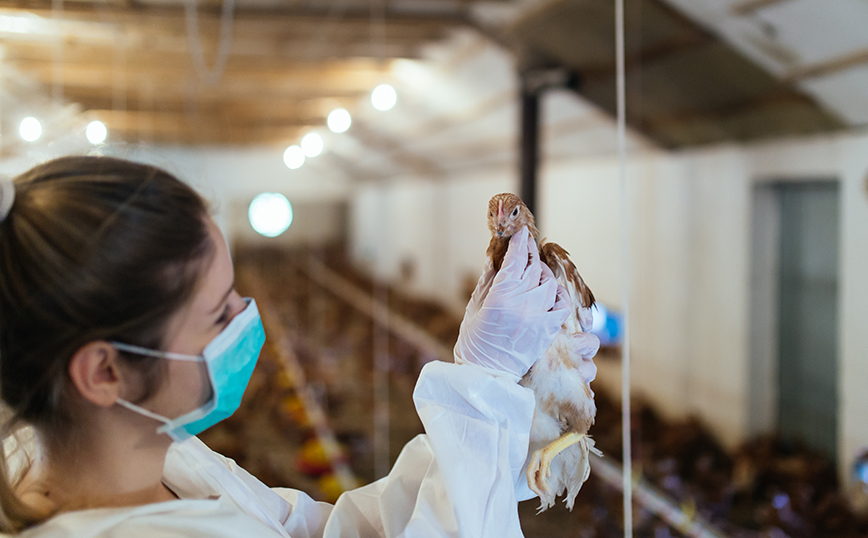 Γαλλία: Στόχος της κυβέρνησης να ξεκινήσει ο εμβολιασμός των πουλιών για τη γρίπη των πτηνών μέχρι το φθινόπωρο του 2023