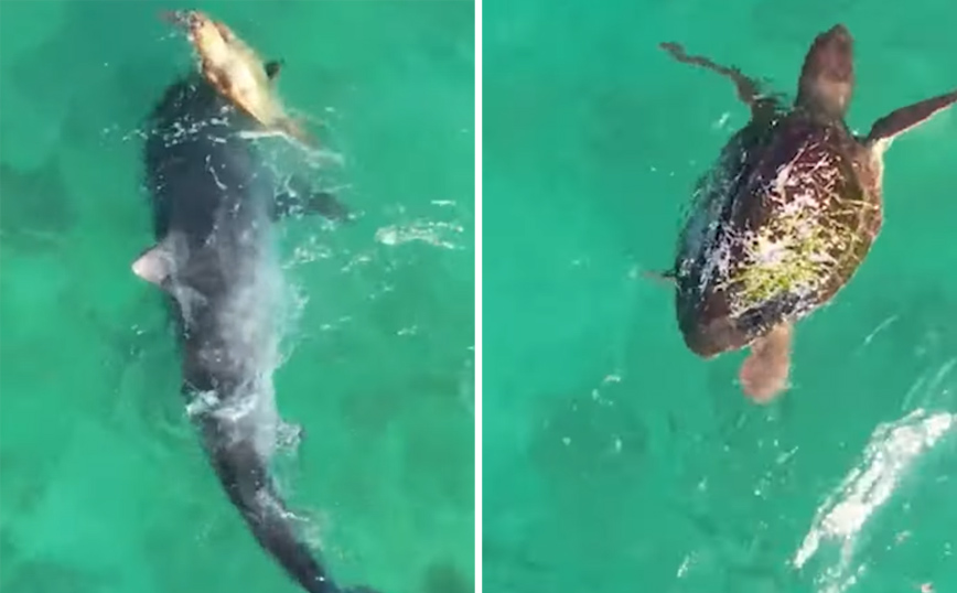 Χελώνα δίνει μάχη με καρχαρία και… κερδίζει – Δείτε το βίντεο με τις εντυπωσιακές εικόνες