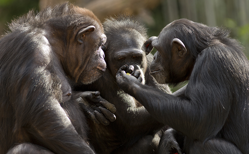 Σουηδία: Σκότωσαν τρεις χιμπατζήδες που δραπέτευσαν από κλουβί και έκοβαν βόλτες σε κλειστό ζωολογικό κήπο