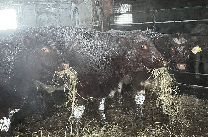 ΗΠΑ: Πάγωσαν τα ζώα από το κρύο στις φάρμες &#8211; Δείτε εικόνες και βίντεο