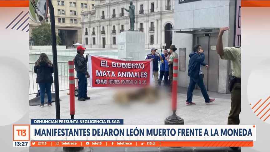 Χιλή: Διαδηλωτές άφησαν το νεκρό λιοντάρι Δία έξω από το προεδρικό μέγαρο