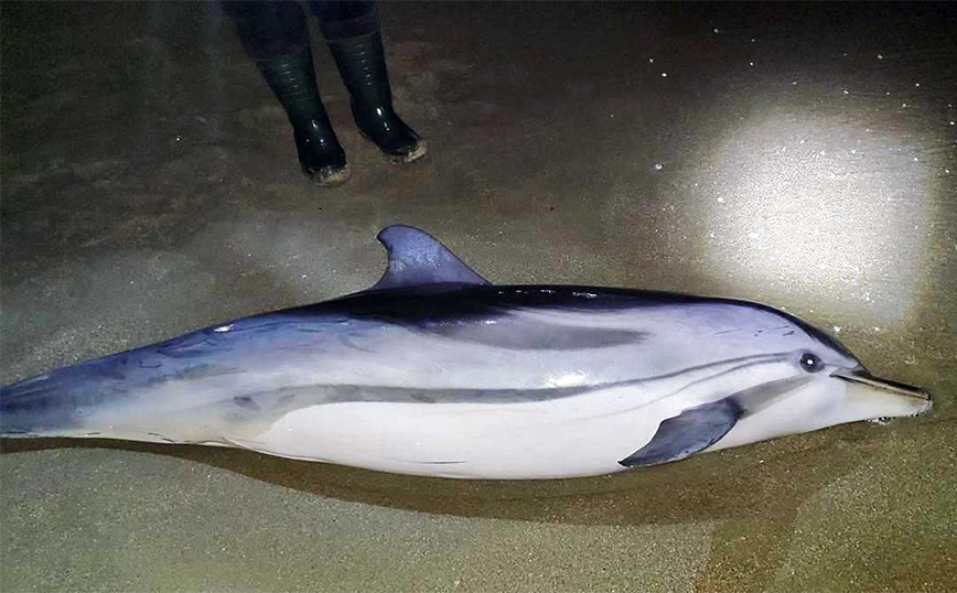 Δελφίνι δυο μέτρων ξεβράστηκε σε παραλία στην Καβάλα