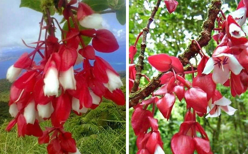 Tagimoucia: Το εθνικό λουλούδι των Φίτζι είναι ένα από τα σπανιότερα στον πλανήτη