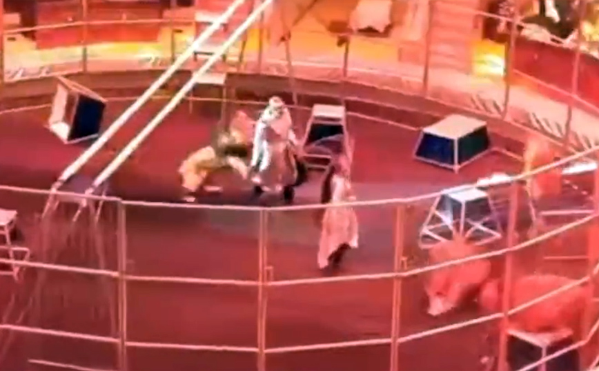 Τρομακτικό βίντεο με λιοντάρι που επιτίθεται σε εκπαιδευτή σε τσίρκο στη Ρωσία