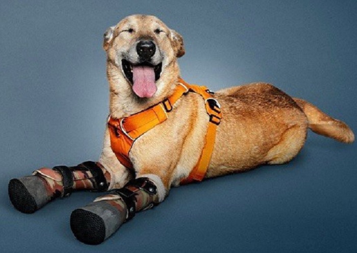 Σκύλος που βασανίστηκε βάρβαρα από καρτέλ ναρκωτικών, είναι φιναλίστ σε διαγωνισμό για το πιο αξιαγάπητο κατοικίδιο