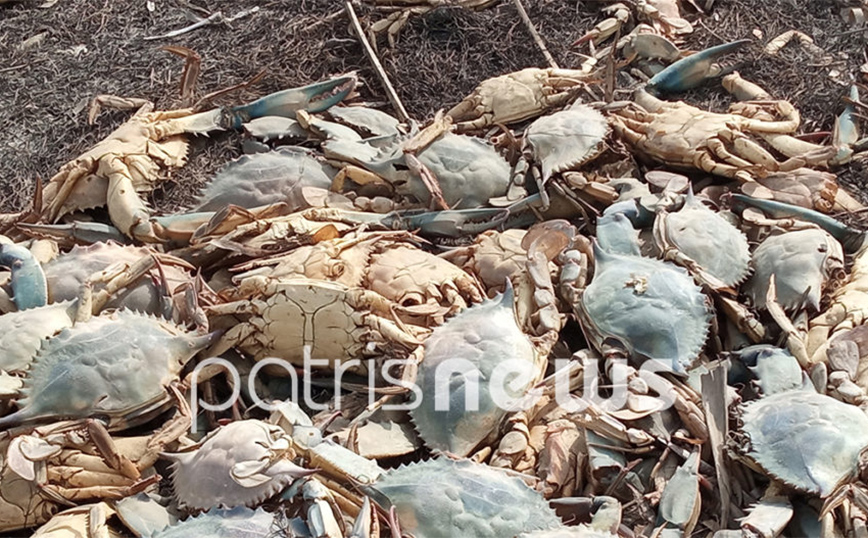 Χιλιάδες νεκρά καβούρια στη λιμνοθάλασσα Κοτυχίου