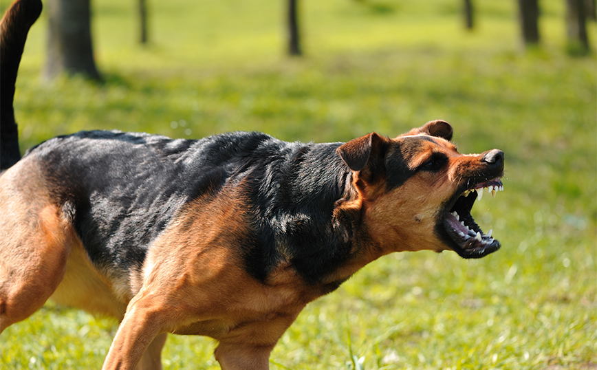 Πάτρα: Αδέσποτο σκυλί επιτέθηκε και δάγκωσε δημοτικό σύμβουλο