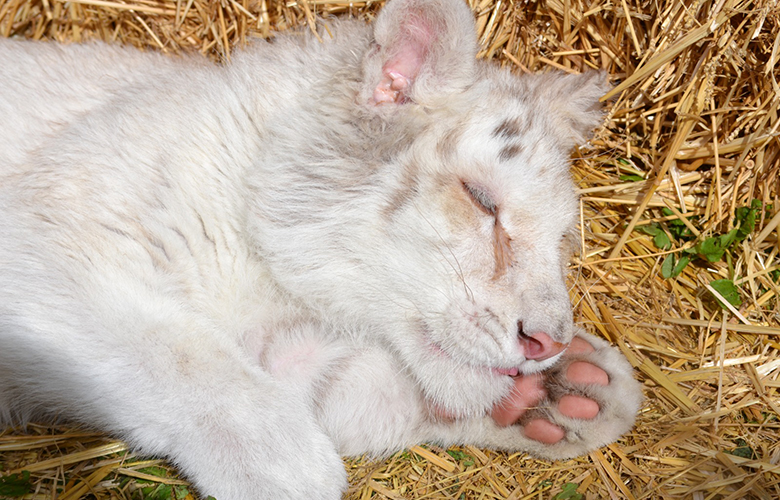 Εξοργισμένοι οι φιλόζωοι με την πρόταση των κτηνιάτρων να γίνει ευθανασία στο λευκό τιγράκι