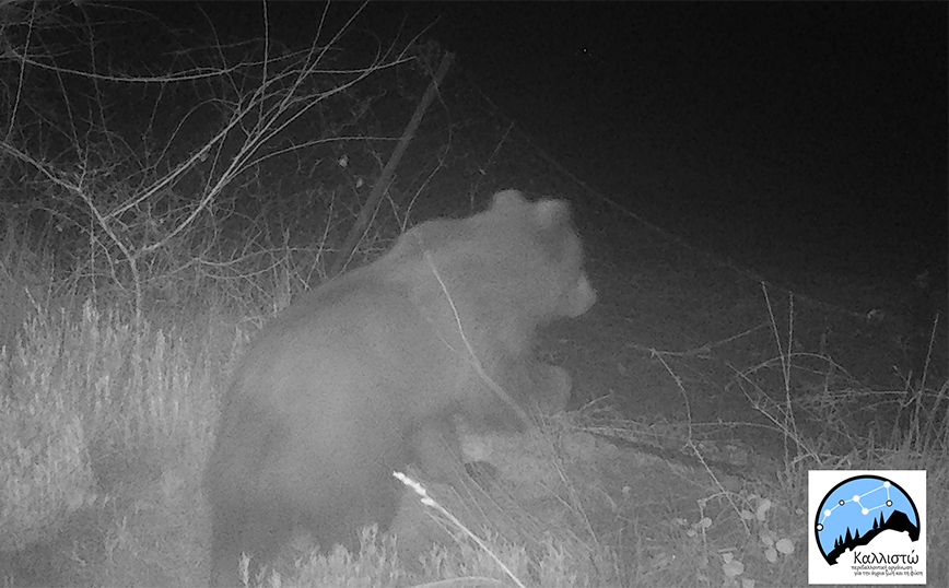 Πεινασμένη αρκούδα που έκανε βόλτες στο  όρος Πάικο «έβαλε χέρι» σε 40 κιλά μέλι