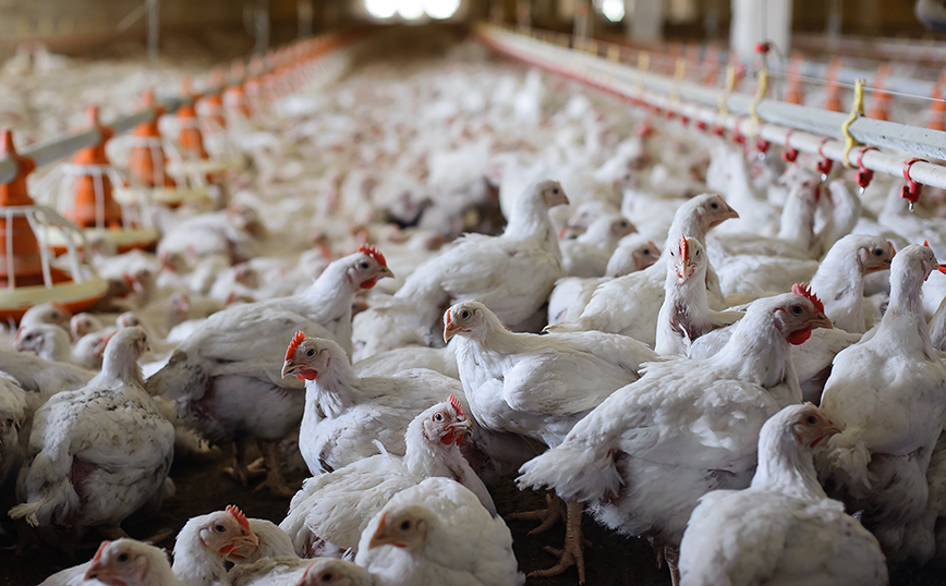 Σουηδία: Εξαιρετικά παθογόνο στέλεχος της γρίπης των πτηνών εντοπίστηκε σε πτηνοτροφείο – Νεκρά χιλιάδες πουλερικά