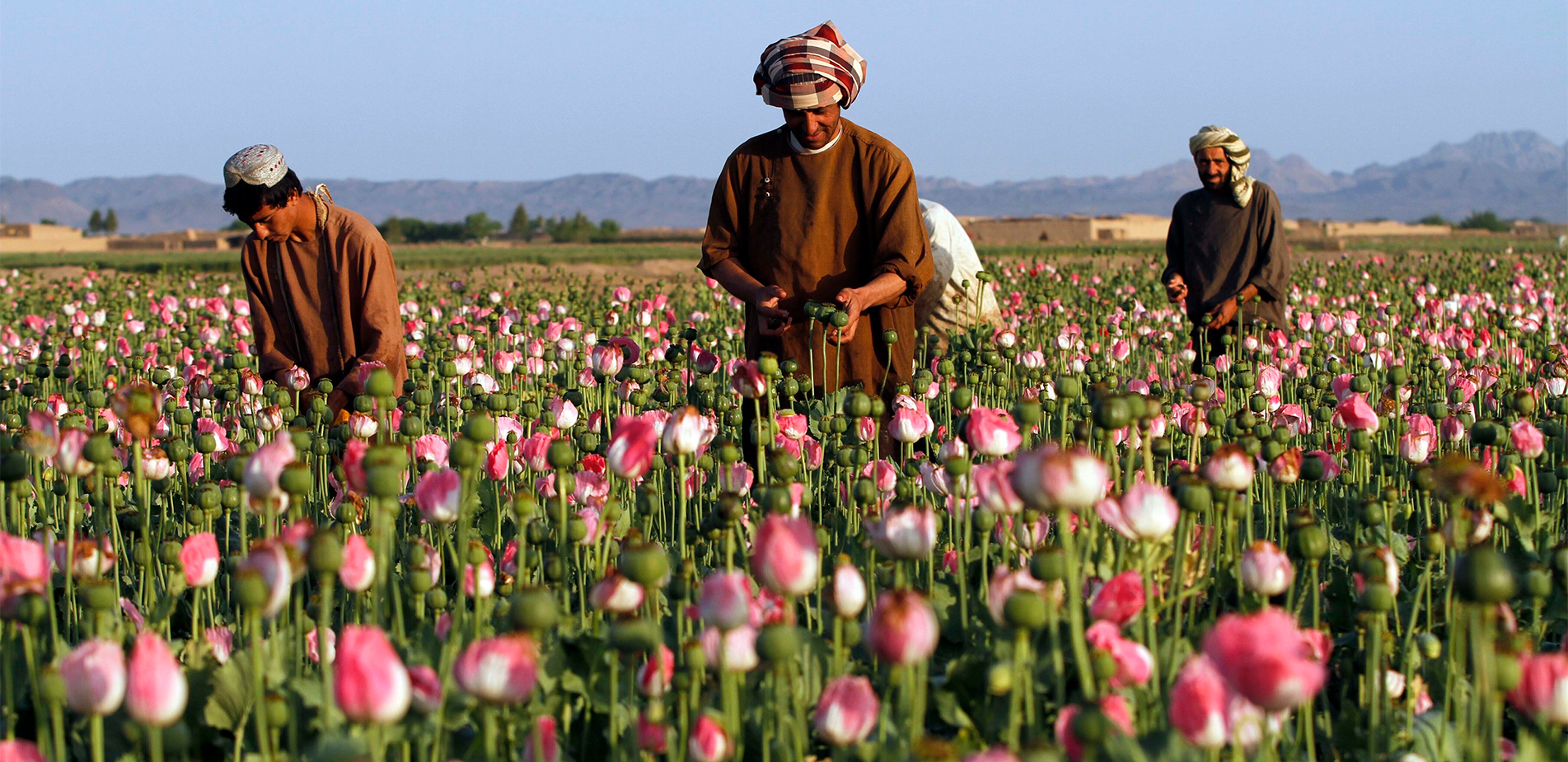 Οι Ταλιμπάν απαγορεύουν τη λευκή παπαρούνα και η Ευρώπη φοβάται τη φαινταλύνη &#8211; Είναι 50 φορές ισχυρότερη της ηρωίνης