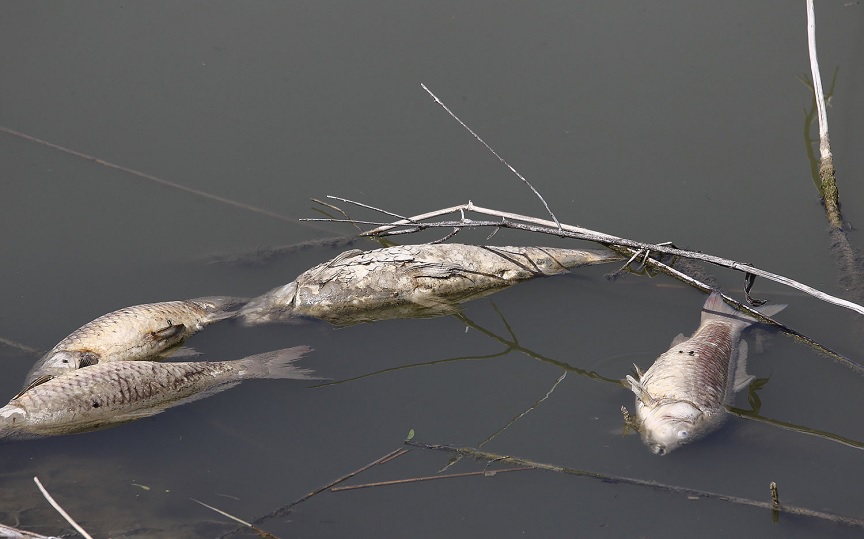 Λίμνη Κάρλα: Συναγερμός για την εμφάνιση πλήθους νεκρών ψαριών