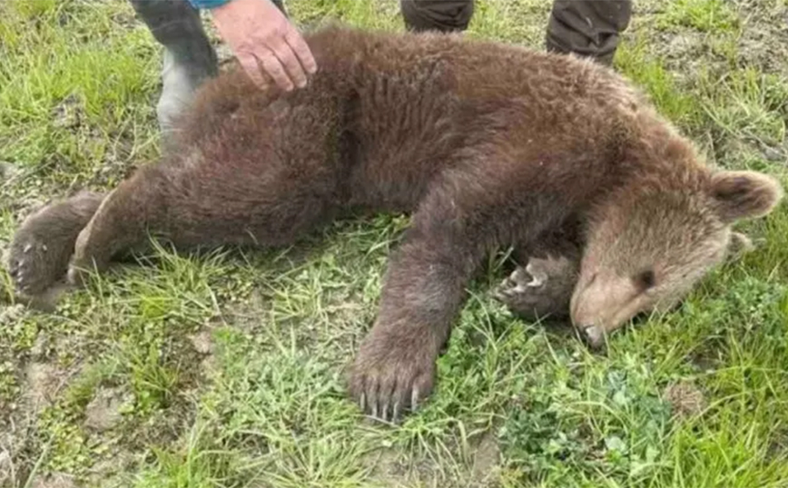 Πρέσπες: Αρκουδάκι πιάστηκε σε συρμάτινη θηλιά παράνομης παγίδας για αγριογούρουνα &#8211; Απελευθερώθηκε λίγες ώρες μετά