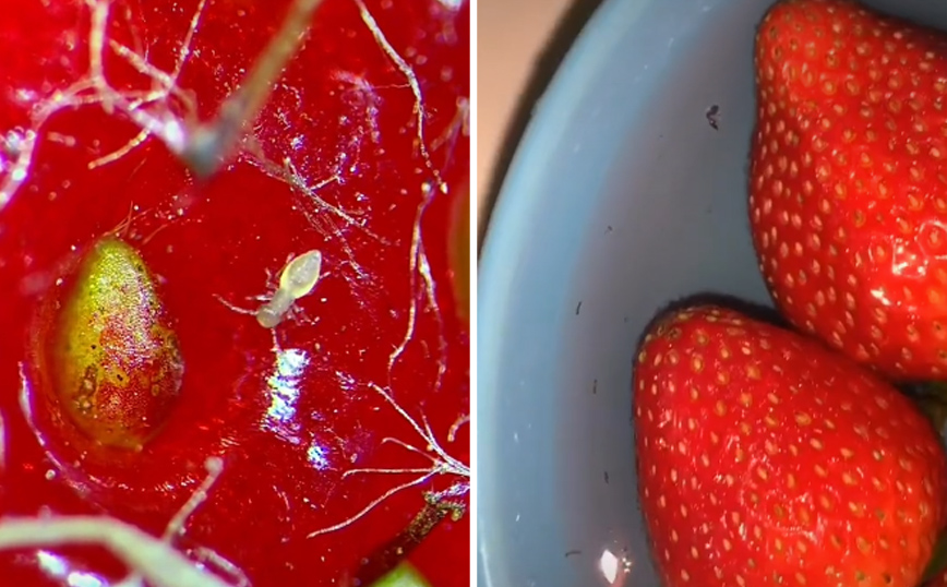Η φράουλα στο μικροσκόπιο και η ανατριχιαστική αποκάλυψη για αυτό που περιέχει μέσα