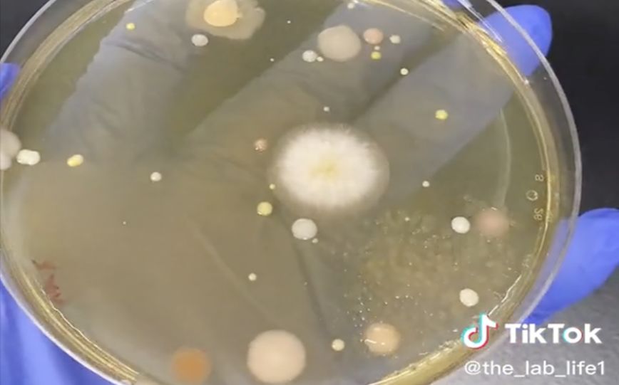 «Βόμβες» μικροβίων οι στεγνωτήρες χεριών &#8211; To viral βίντεο στο TikTok