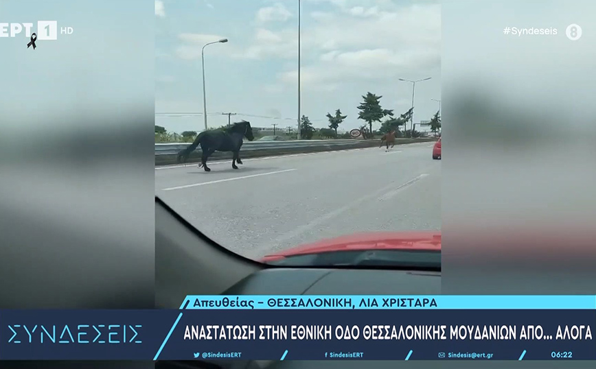 Άλογα βγήκαν βόλτα στη Χαλκιδική και προκάλεσαν κυκλοφοριακό χάος