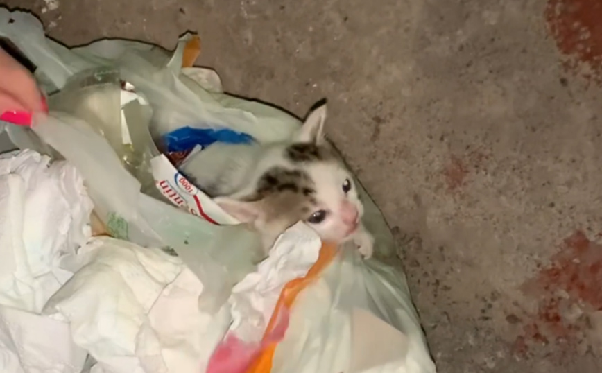 Πέταξαν γατάκι στα σκουπίδια στην Ιτέα – Περαστικοί το έσωσαν από βέβαιο θάνατο